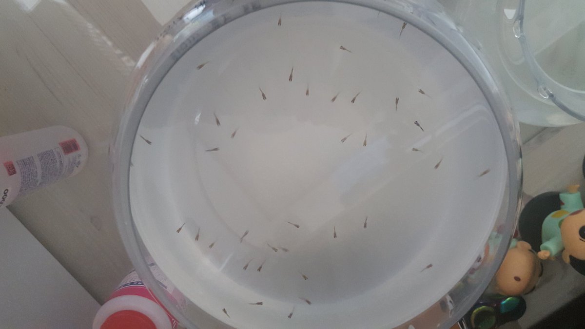 플사진 보다 많아진 내애기들 상황...너무 많아진...엄마가 올챙이 새끼같다고...

기분도 꿀꿀하고 해서 밤산책 나오기 전 찍은 애기들.
주잉님 만나기 하루전인데 생리 터진듯 해서 개빡...
자잉 많이 해서 나오는 피였음 좋겠는데...