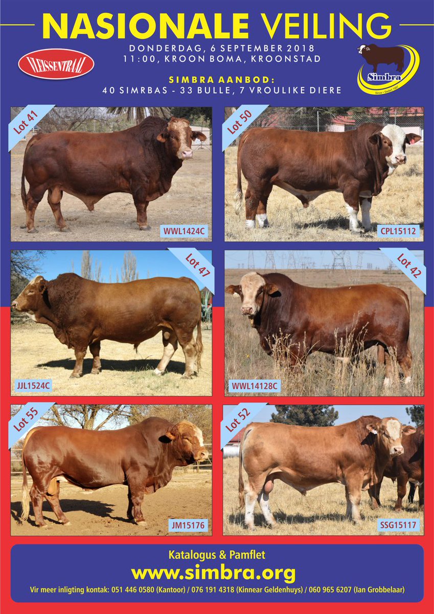 SimbraZA's tweet image. NATIONAL #SIMBRA AUCTION - Thursday 6 September 2018 at the Kroon Boma, Kroonstad. 40 SIMBRAS ON OFFER: 33 Bulls, 7 Females. Online catalogue available - abri.une.edu.au/online/cgi-bin…