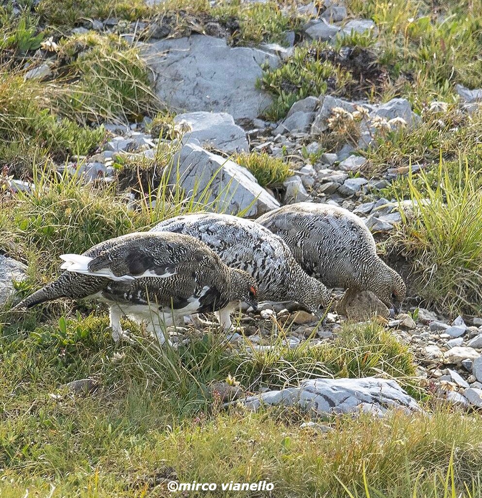 quanuaua's tweet photo. Giovani pernici bianche al pascolo col piumaggio estivo di metà Agosto.
#pernicebianca #ptarmigan #wildfauna #wildbirds #wildbirdphotography #wildlifephoto  #wildlife #livigno #naturepics  #naturephotography #wildlifelivigno #wildlifephotolivigno @quanuaua @natgeowild @NWF https://t.co/N1k5ih3p8i