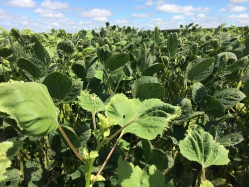 Dicamba 2018 - The Iowa Experience dlvr.it/Qg6dR0