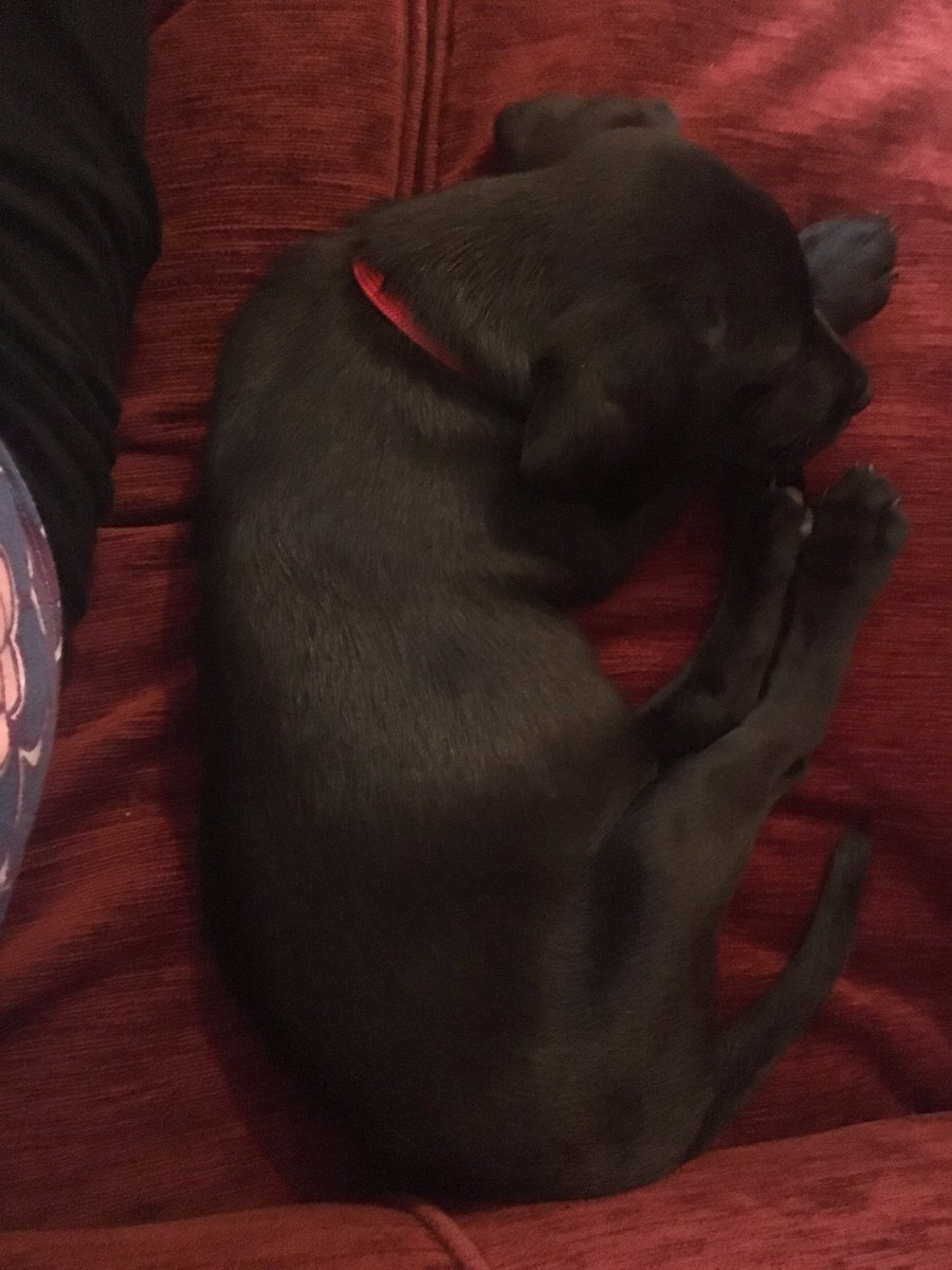 LincolnLabrador's tweet image. I can now jump onto the sofa with a 90% success rate. And have a 100% success rate of having the humans say “awwwww, go on then” #SofaDog #TheyWillRegretThisIn6Months #ThatIsWhenTheyWillStartSittingOnTheFloor