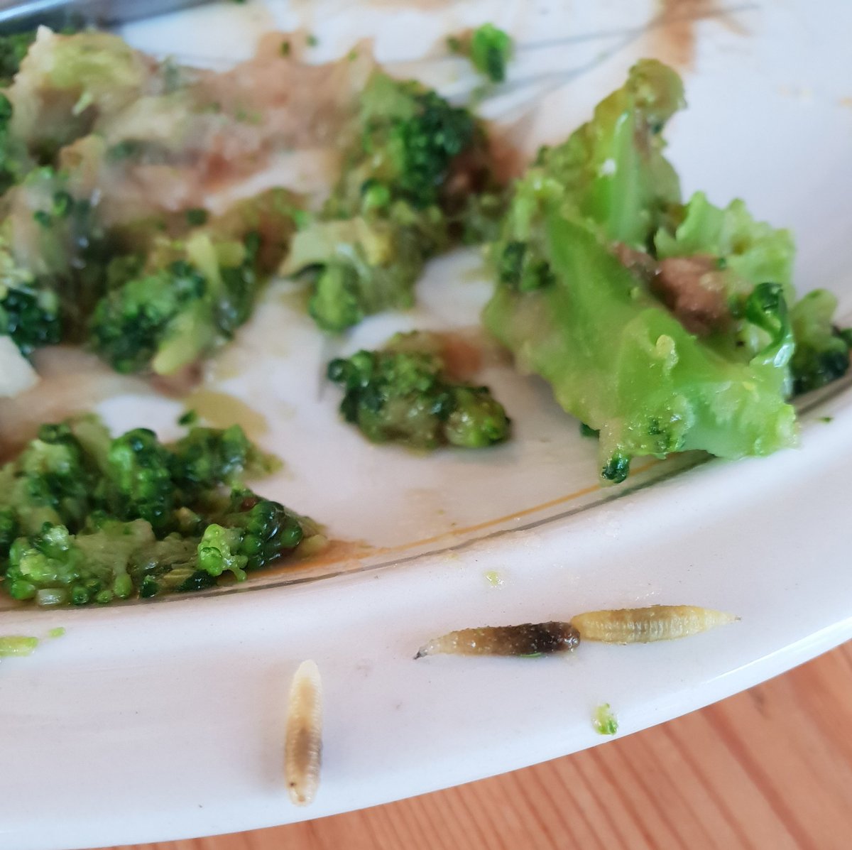 SalehiShayon's tweet image. Found these three unexpected guests whilst tucking into my broccoli dinner #broccoli #infestation @AldiUK