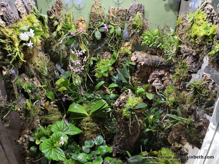 pumpkin_beth's tweet photo. Here's an update on my #Orchidarium, 16 mths after this #terrarium with #AutomatedPlantCare was created:
https://t.co/gbvs8xCCmy
#Orchids #Houseplants #IndoorGardening #AutomatedTerrarium #TerrariumLEDLights #TerrariumMistingSystem #OrchidariumLights #TerrariumFan #Terrariums https://t.co/LT8lccznPJ