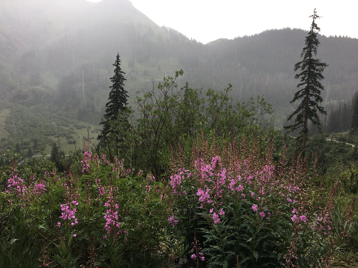Amazing to hear such clear statements about the link of climate change to wildfire from my colleague <a href="/JulieKorb/">Julie Korb</a> in a press conference today. Snow left &amp; fires and fireweed came early to Colorado this year. 

Contact:Emily@environmentcolorado.org for the press release &amp; recording.