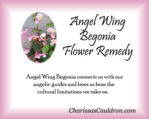 Flower Tips: Angel Wing Begonia  Charissa's Cauldron offers Angel Wing Begonia Flower Remedy to bring these properties into your life. CharissasCauldron.com  #angelwingbegonia #spellcraft #essences #conjure #rootwork #herbalremedies #charissascauldron
