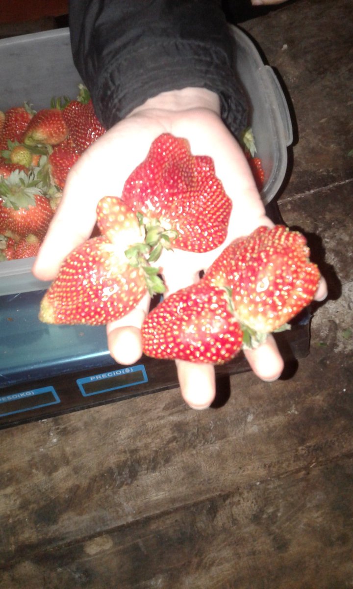 Gustavovallej11's tweet photo. quiero comentarles que tengo plantación de frutilla, vendo a 20 mil el kg, a 210 mil la canasta(10 kg y la canasta) hago delivery a partir de 5 canastos en asuncion! soy de guarambare porfa rt https://t.co/P6Eq49b2es