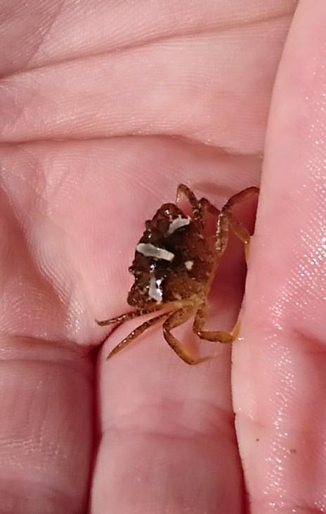 esjayyell's tweet photo. @MzKatMac @VioletHaze5 @justjoan441 @Troublev02 @BrigidsEmber Back on me hols.... Thought you might like to see the teeny tiny crab that Daisy found, with an exclamation mark on its back!! https://t.co/JEkHGImVvb