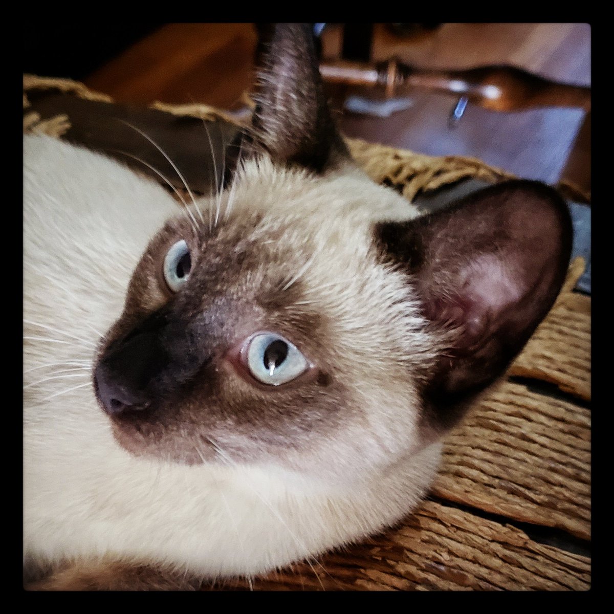 TheZiba's tweet photo. Miss Ziba lounging in one of her favorite spots - exactly where Mom wants to sit!
#meezer #meezerlife #ohspets #pdx #pdxcats #siamese #siamese_feature #sneaky #kitten https://t.co/2X0S7IXzwD
