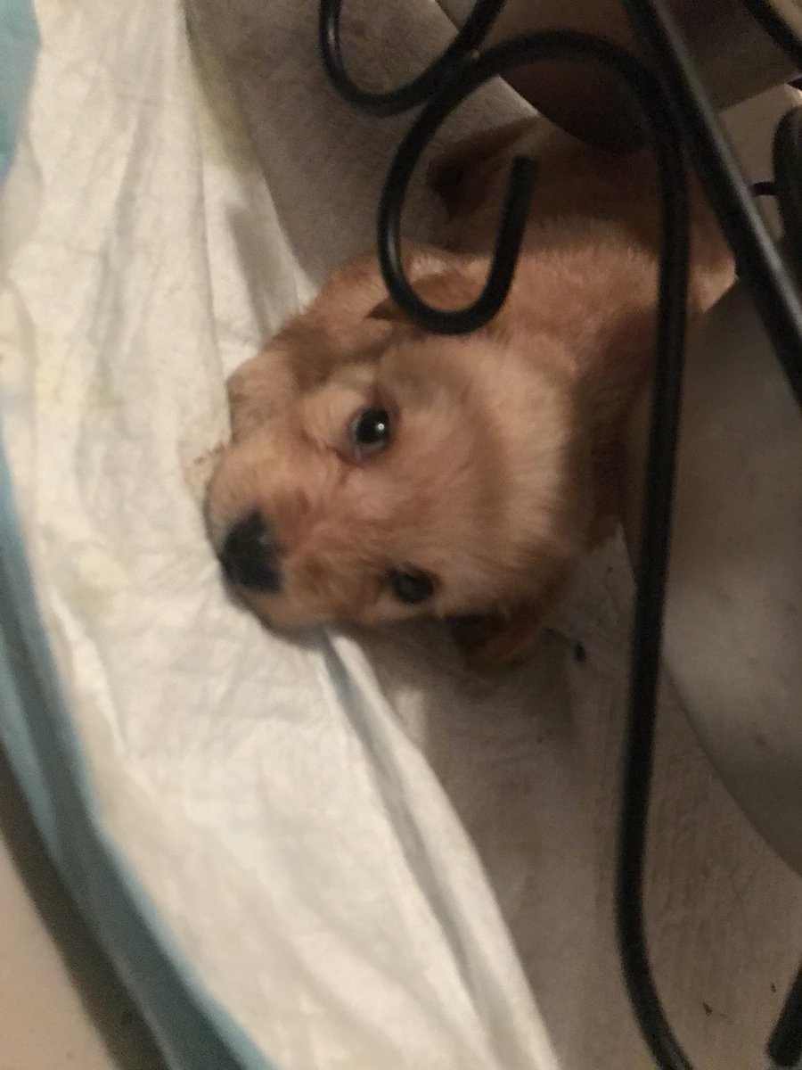 noelisrecarey's tweet photo. Tengo 6 perritos mi perrita pario quería saber quien los quería son gratis! Si no los quieres por lo menos copera con un rt no me puedo quedar con ellos plis!! Y Si los quiere tex al dm para mas info de raza y a donde los puedes buscar. https://t.co/2D9TGaufKy