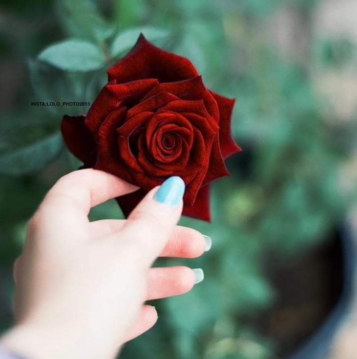 n9q700's tweet photo. #مهاره_شاطر_فيها

لاني بعشق الورد شاطره في تنسيقه ؛؛

'
'
'
' https://t.co/xfkl0GlTk4