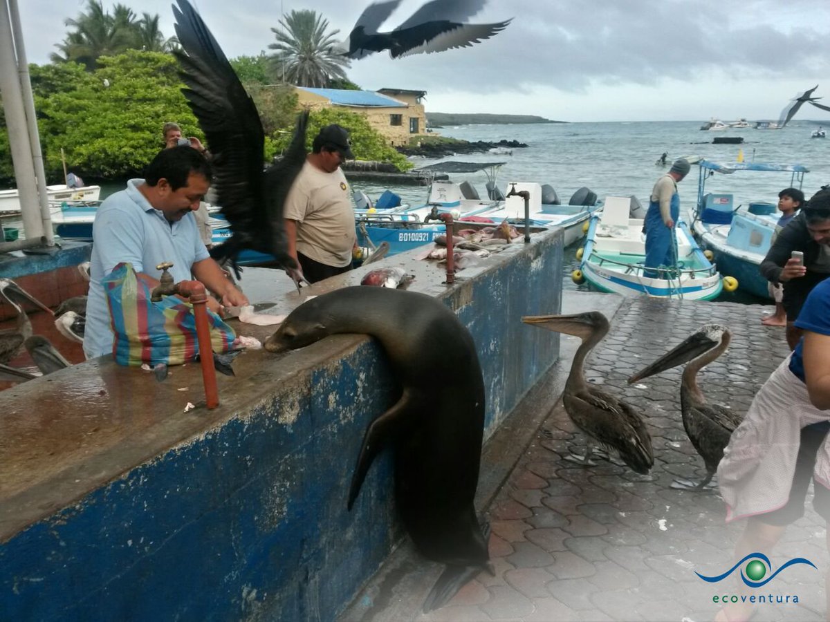 Talk about up close and personal! 😂 Animals in the Galapagos don't fear people the way most animals do. This allows for some incredible wildlife experiences! #GalapagosIslands #sealions