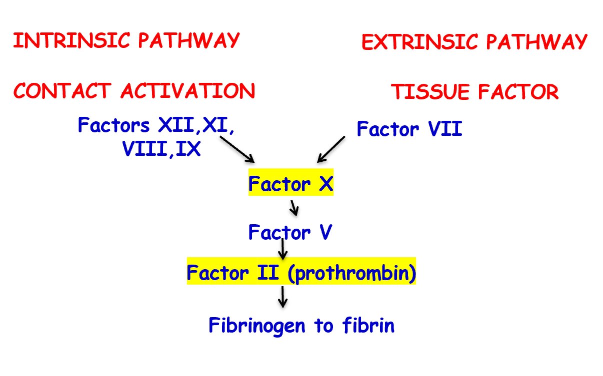 Arjun Gupta on Twitter "4/ Here is a simplified coagulation cascade