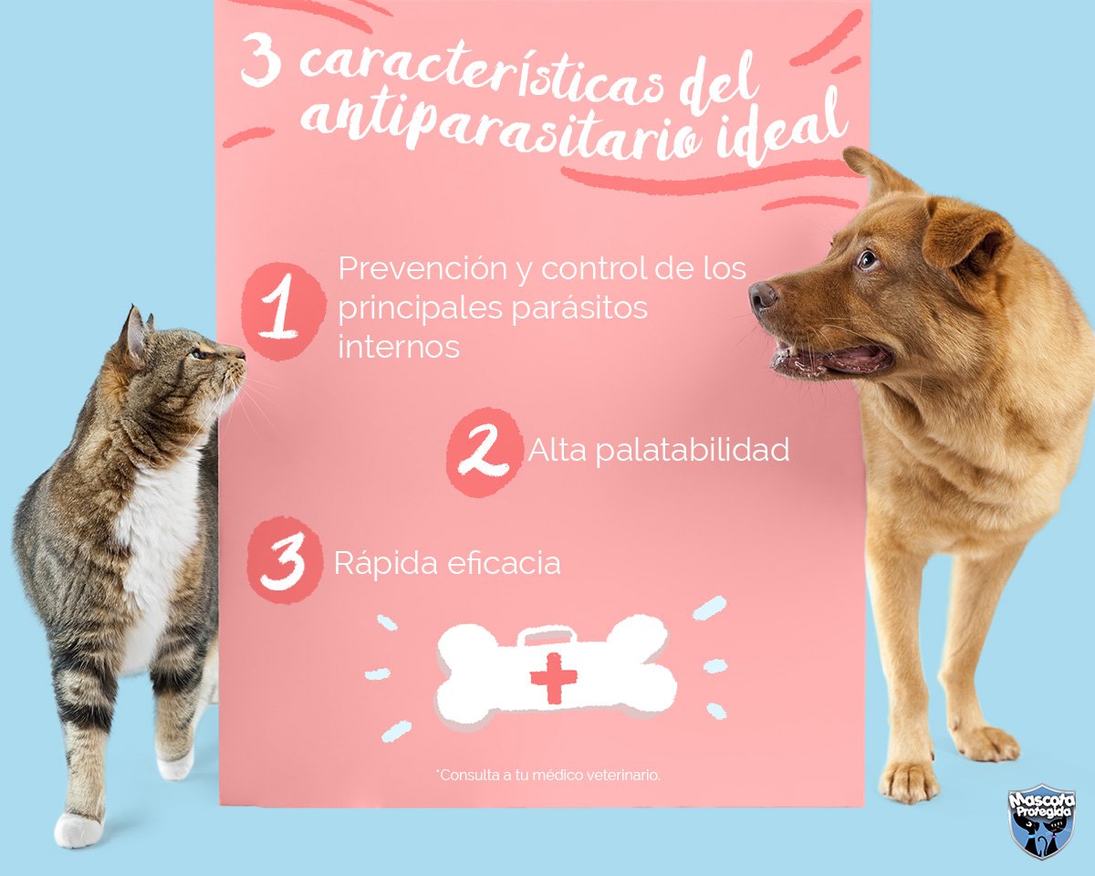 Mascota Protegida tweet media