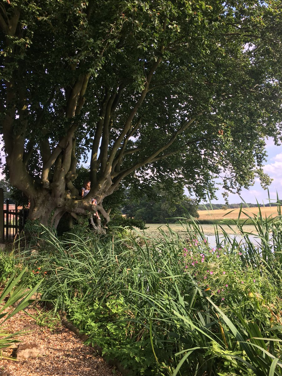 artsandgardens's tweet photo. Found this beauty beech @IckworthNT What a spot! #beechtreehouse #walledgarden https://t.co/LKluJ5gmE6