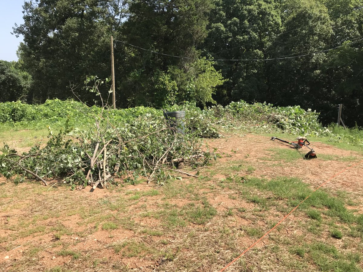 alisonrauch's tweet photo. Busy day at the house tearing down Mount Kudzu, spraying for bugs and weed eating. #adventuresinhomeownership #homeowner #firsthouse https://t.co/fxQR8aPWxu