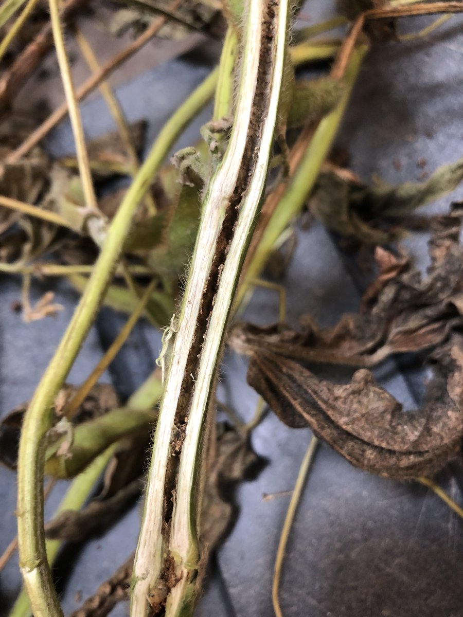 UNLPlantClinic's tweet photo. Soybeans wilting like #Phytophthora but not finding disease? Cut the hollow stems to find #DectesStemBorer. They are making the annual trip to the crown to overwinter. Harvest these fields first before the stem breaks at ground level @UNL_CropWatch @MulletManLG @BobWrightUNL https://t.co/BvtDwQmhu0