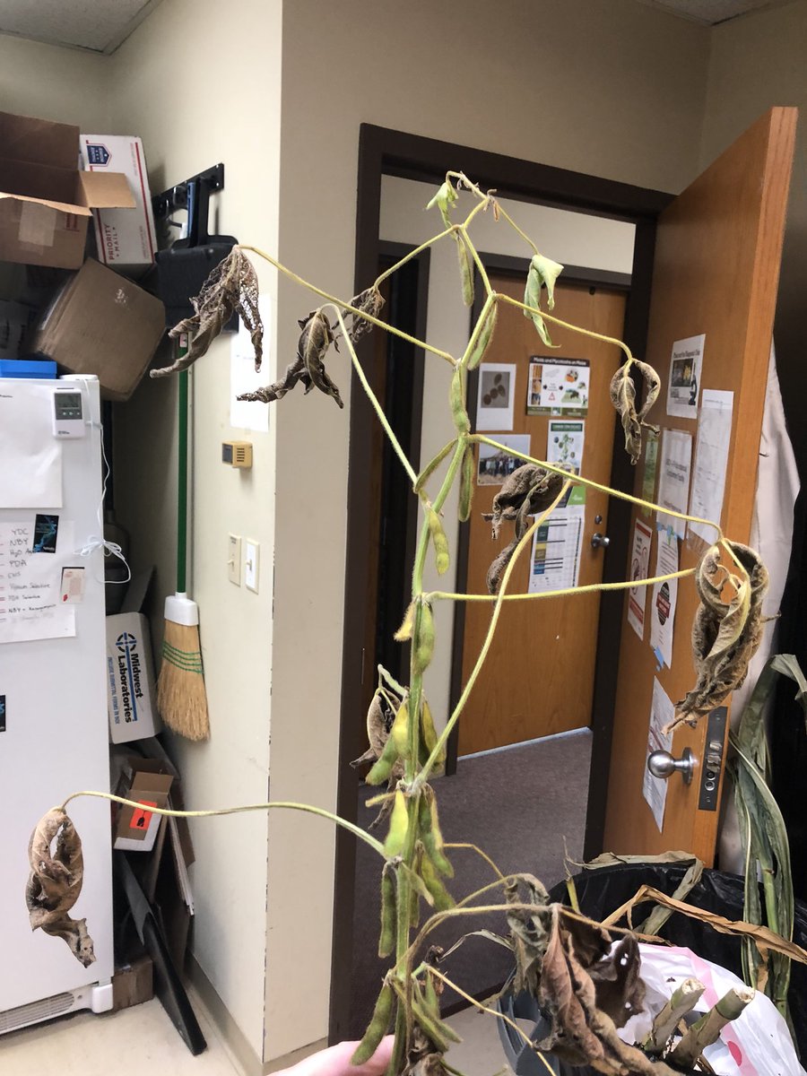UNLPlantClinic's tweet photo. Soybeans wilting like #Phytophthora but not finding disease? Cut the hollow stems to find #DectesStemBorer. They are making the annual trip to the crown to overwinter. Harvest these fields first before the stem breaks at ground level @UNL_CropWatch @MulletManLG @BobWrightUNL https://t.co/BvtDwQmhu0