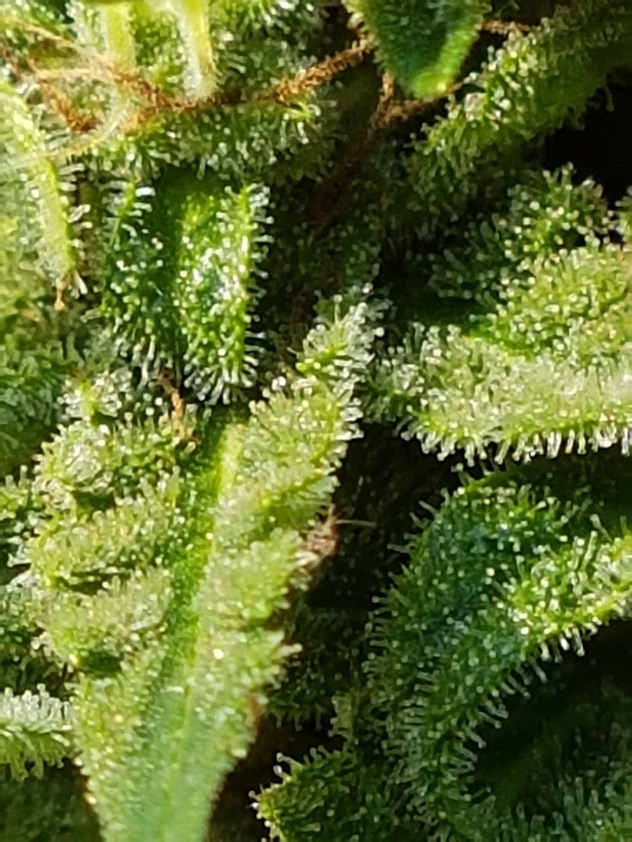 DirtyMitz's tweet photo. Auto OGs outside are coming along nicely #dankterps #growyourown #acmpr https://t.co/6IJoCH1wFO