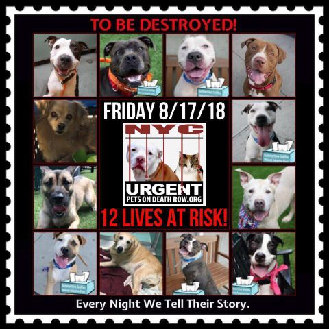 TO BE DESTROYED 08/17/18 - Tonight's list has been posted. View tonight's list here: newhope.shelterbuddy.com/Animal/List ...
nycdogs.urgentpodr.org/to-be-destroye…
