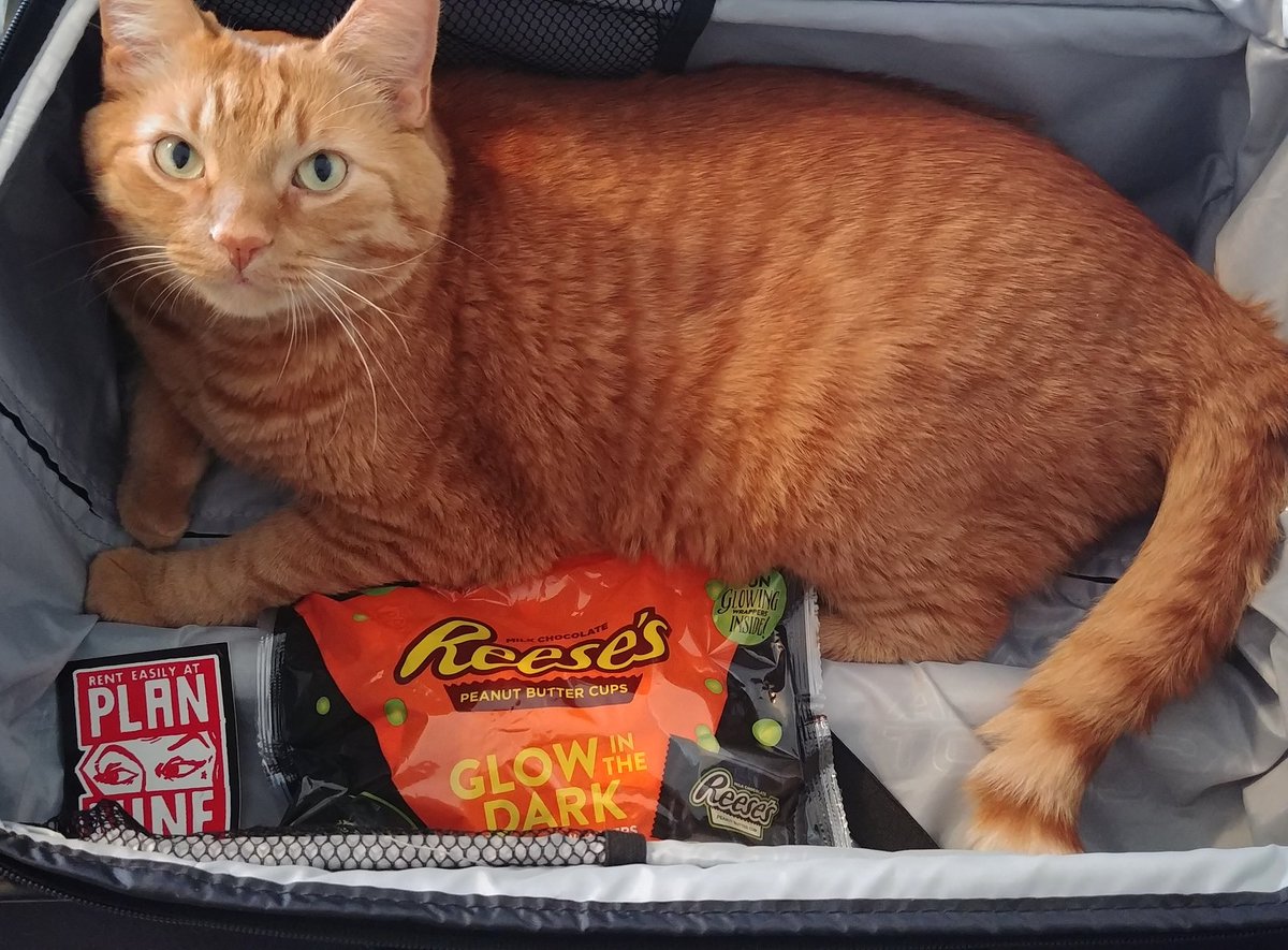 ClayAstroman's tweet photo. Packed/pumped for Monster Mania! ππ
#spooky #spookybasement #horror #halloween #horrorcomedy #horrorfiction #packyoursuitcase #toiletpaperandwater #monstermania #monstermaniacon #mm40 #orangecats #catsoftwitter #samcula https://t.co/TExqYKPzUM