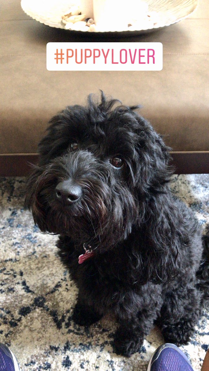 Mom pppleeeasee May I have some treats? 🐶 #dogsofinstagram #sobesol #thatface