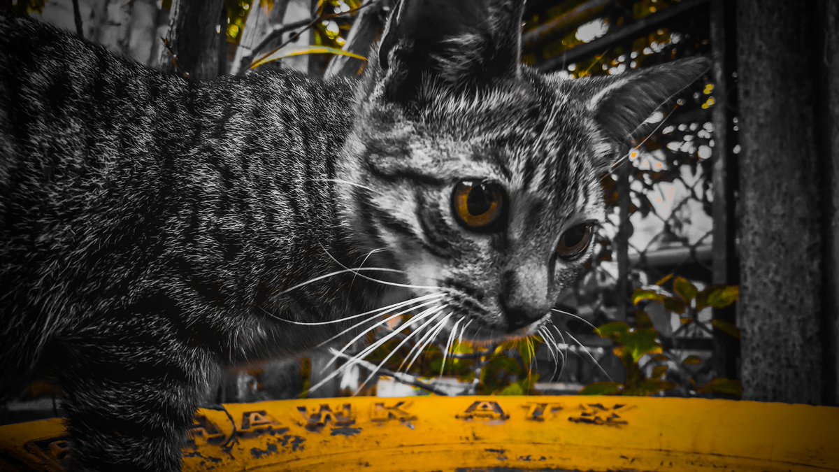 David_visualart's tweet image. #cat #catsofinstagram #blackandwhite