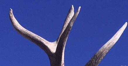 Chad Schearer tweet media