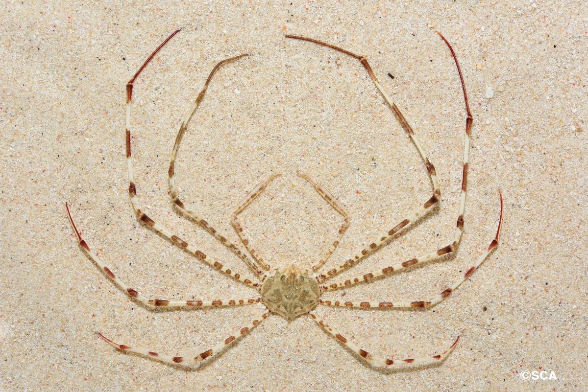 すさみ町立エビとカニの水族館 on X