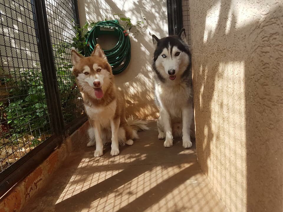 Dheinysb's tweet photo. Mt em love com essa família 😍🐕 https://t.co/X6qVJZdTaZ
