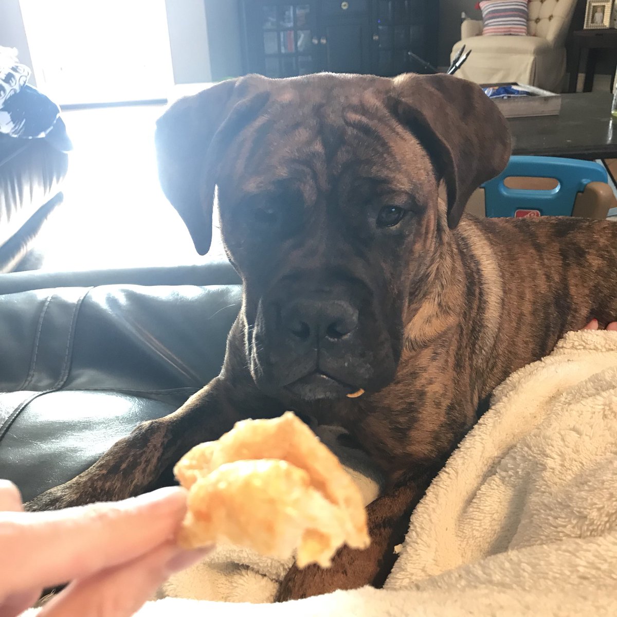 LOTPCasey's tweet photo. Apparently, I’m a pillow🌷#tulip #bullmastiff #mycuddlebuddy https://t.co/1mJDoriswh