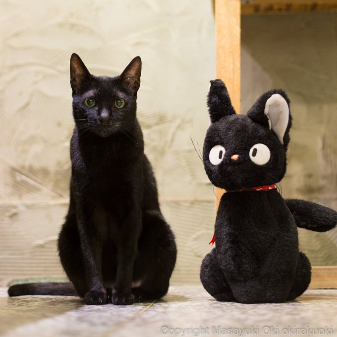 まっくろくろすけかな 黒猫 が魅力たっぷりだとわかる画像 Zoolove のブログ