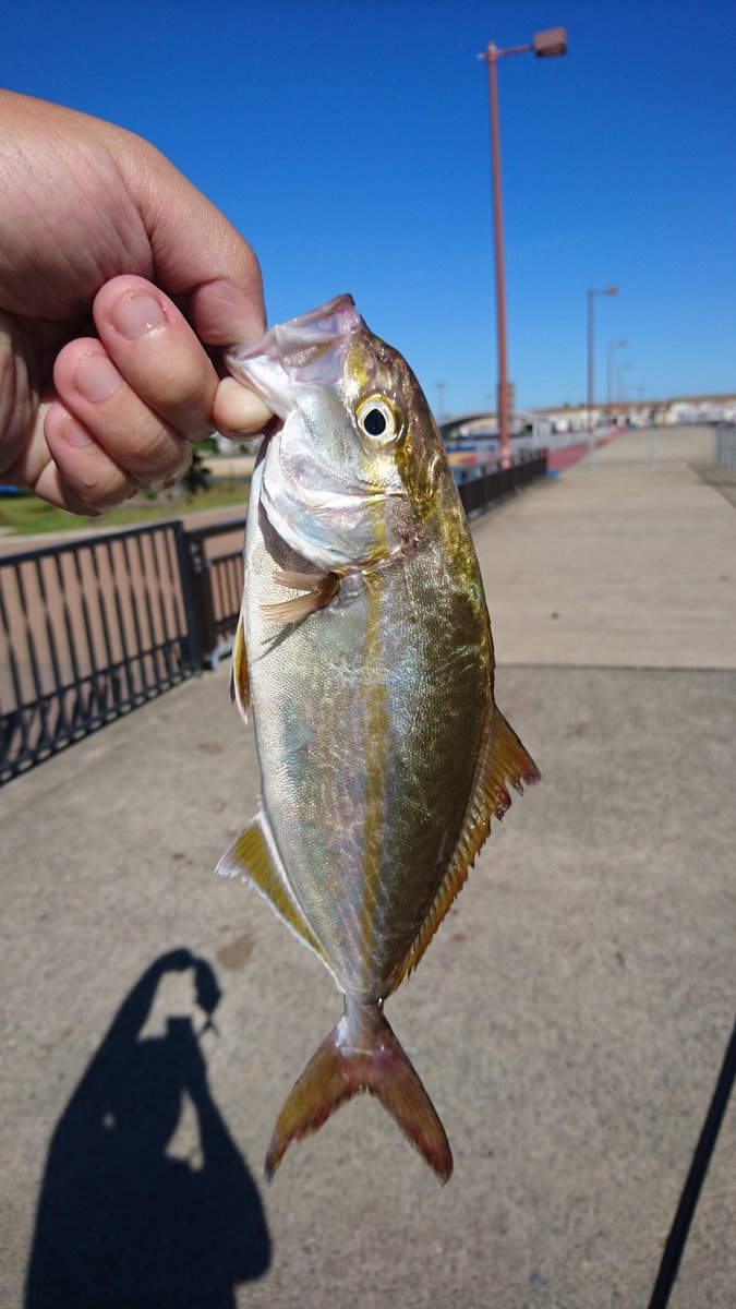 ヘルグ カンパチの子供が釣れたー W 大洗 釣り カンパチ ショゴ T Co Sp7yjmlovv Twitter