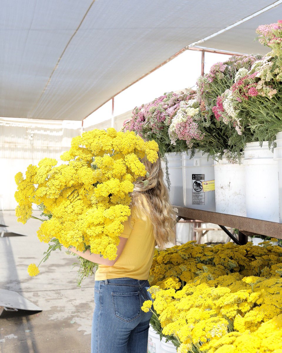 Head in the flower fields 🌼🌼