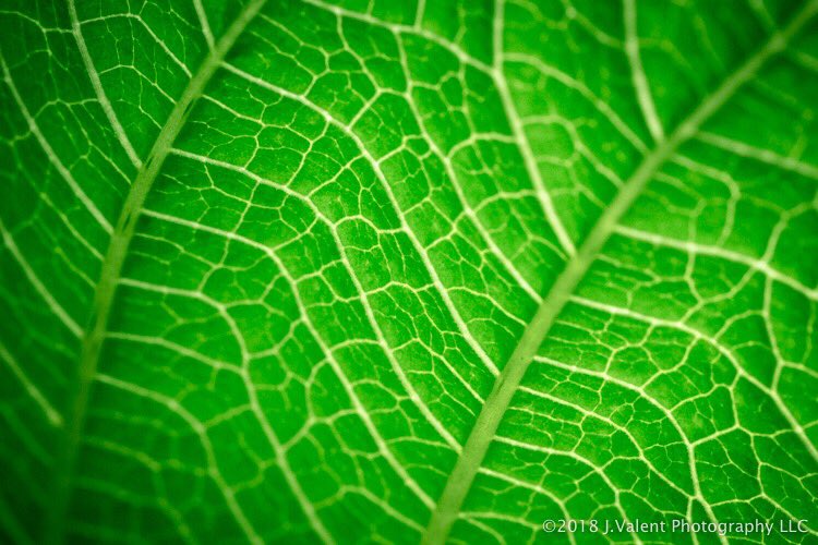 valentphoto's tweet photo. One last macro of some leaf tissue.
Canon5D MarkIII | Canon EF100mm f/2.8L
——————————————
#canon #canonusa #photography #smugmug #macrophotography #macro_captures #abstract #textures #finearttexture #fineart #photography #statecollegephotographer https://t.co/84cnMyHCRD