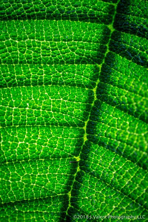 valentphoto's tweet photo. One last macro of some leaf tissue.
Canon5D MarkIII | Canon EF100mm f/2.8L
——————————————
#canon #canonusa #photography #smugmug #macrophotography #macro_captures #abstract #textures #finearttexture #fineart #photography #statecollegephotographer https://t.co/84cnMyHCRD