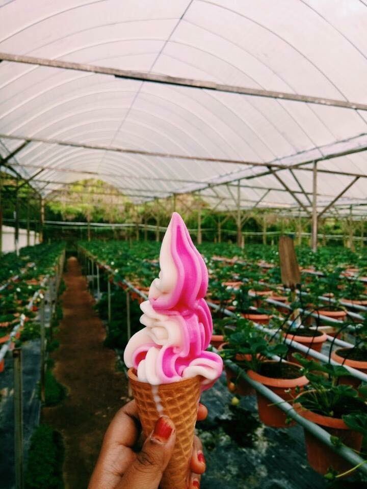 SukoJalan's tweet photo. Wajib singgah makan kalau dah sampai Cameron Highland ❤️

cc Atyn Hanifah https://t.co/DMXiUU19O2