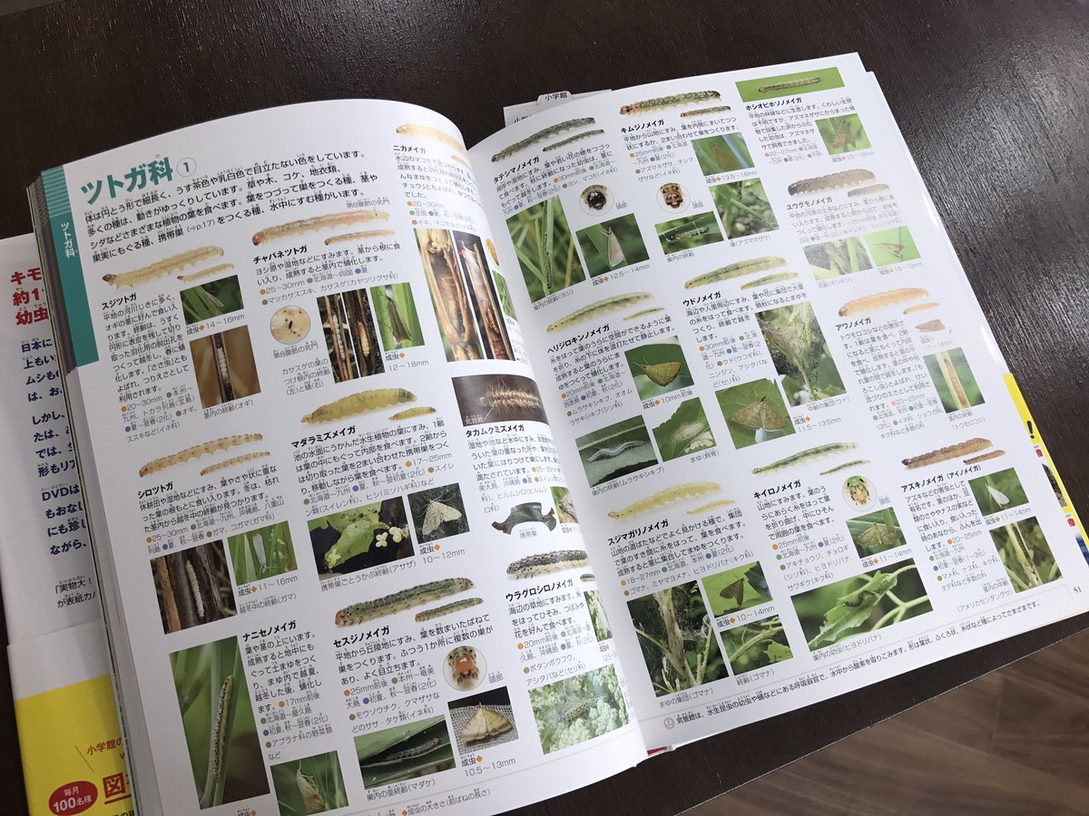 うみねこ博物堂 臨時休業中 通販やってます En Twitter 小学館の図鑑neo イモムシとケムシ が入荷しています なんと1 100種類の イモムシケムシを掲載 写真も大きいのでわかりやすい 大きいお友達も納得の出来です 素晴らしい