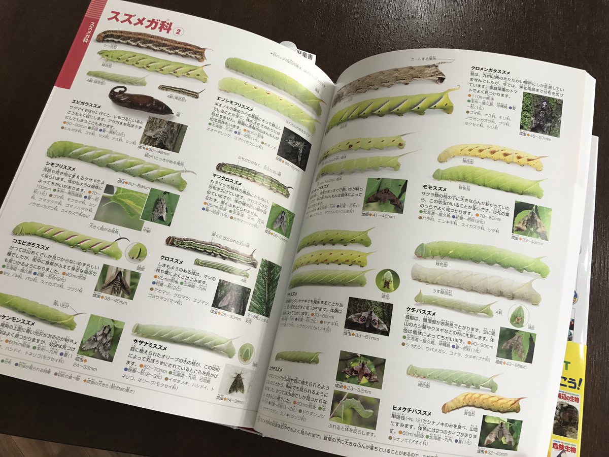 うみねこ博物堂 臨時休業中 通販やってます En Twitter 小学館の図鑑neo イモムシとケムシ が入荷しています なんと1 100種類の イモムシケムシを掲載 写真も大きいのでわかりやすい 大きいお友達も納得の出来です 素晴らしい