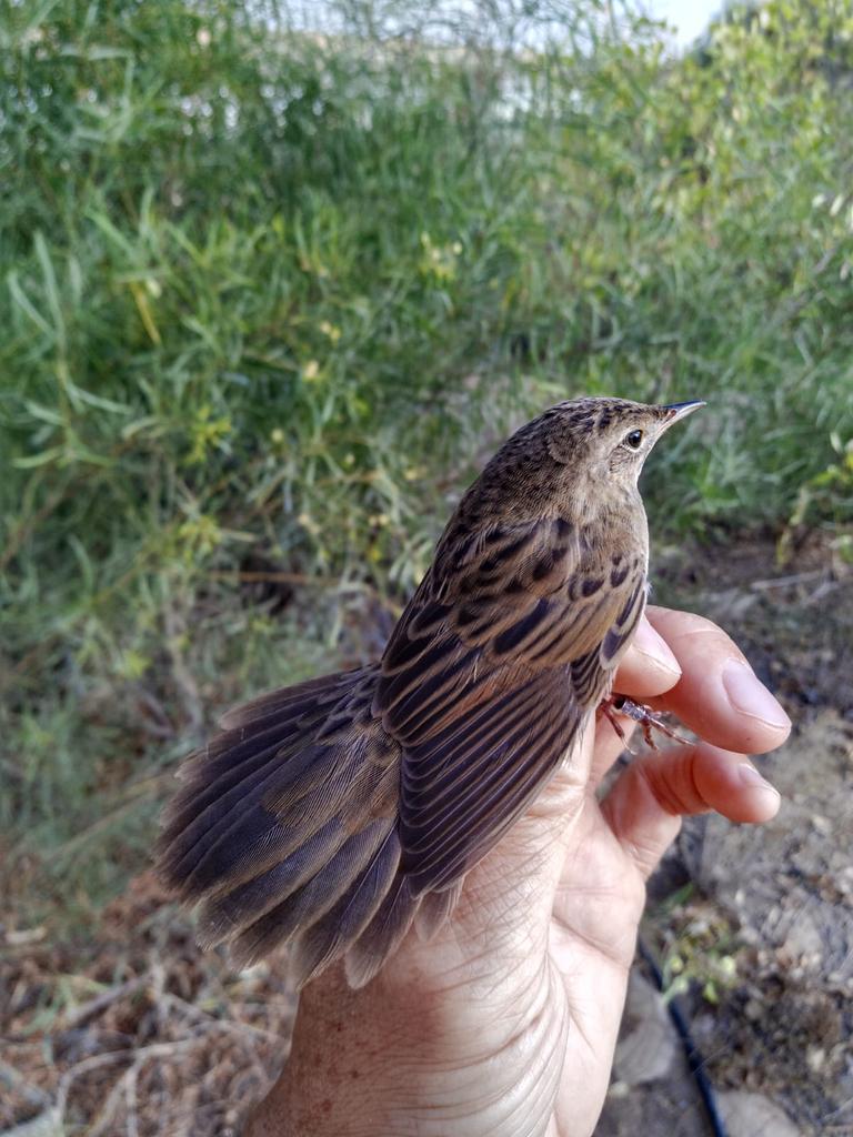 yoavperlman's tweet photo. Grasshopper Warbler ringed this morning at Midreshet Ben Gurion (Sde Boker) by Darren Burns. Photo by Ron Efrat. 14th record for Israel @TarsigerTeam @BirdGuides @westpalbirds @_OSME https://t.co/CgfixeMXAi