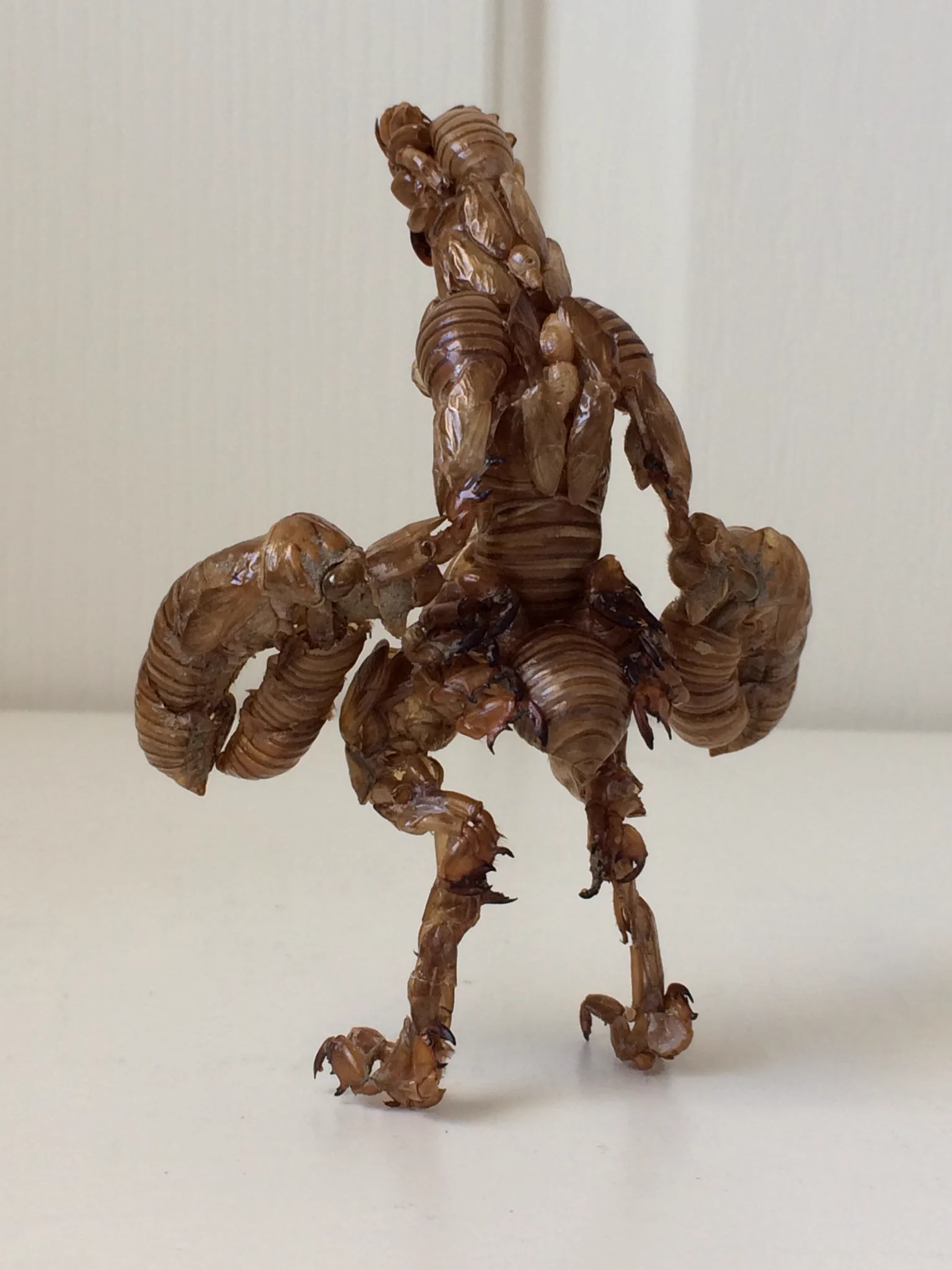 まさに大作！セミの抜け殻でバルタン星人を作ってみたｗｗｗ