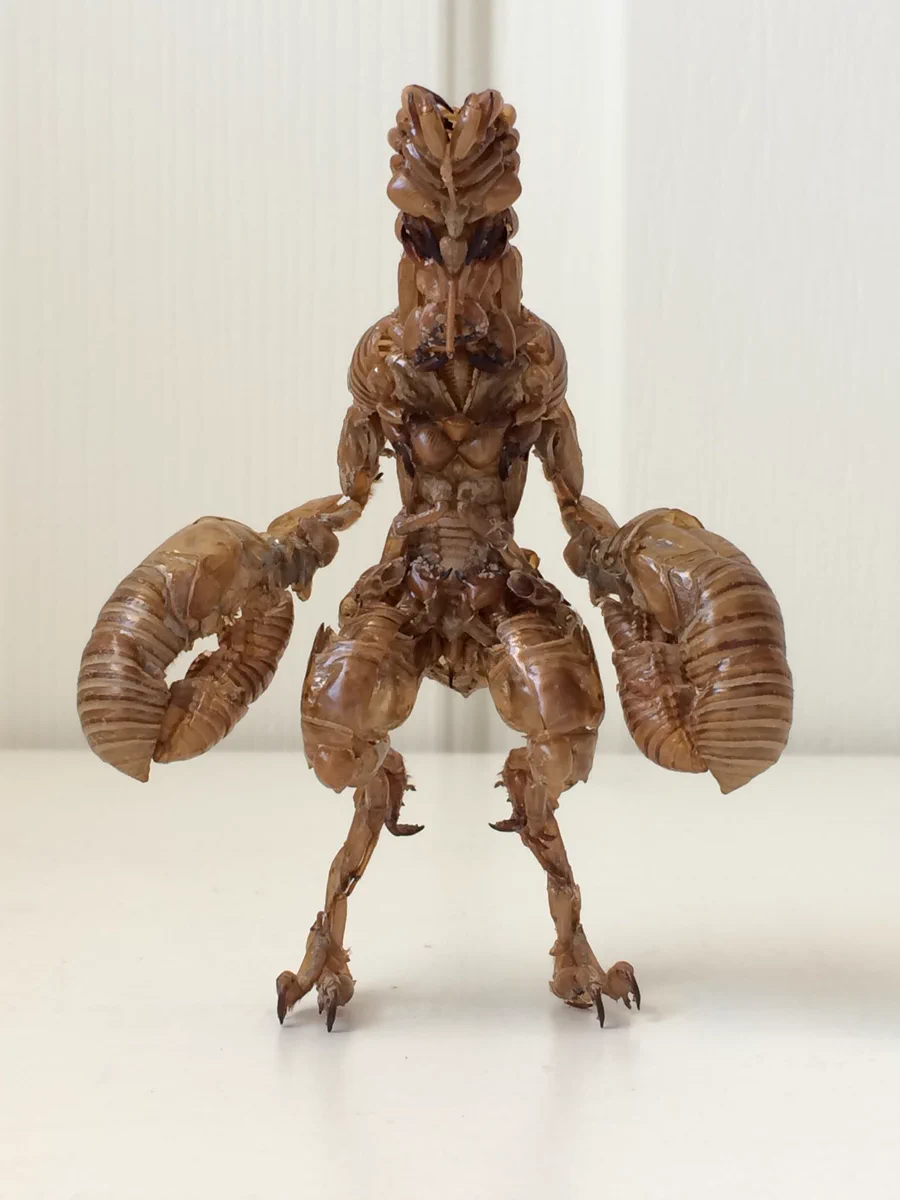 まさに大作！セミの抜け殻でバルタン星人を作ってみたｗｗｗ