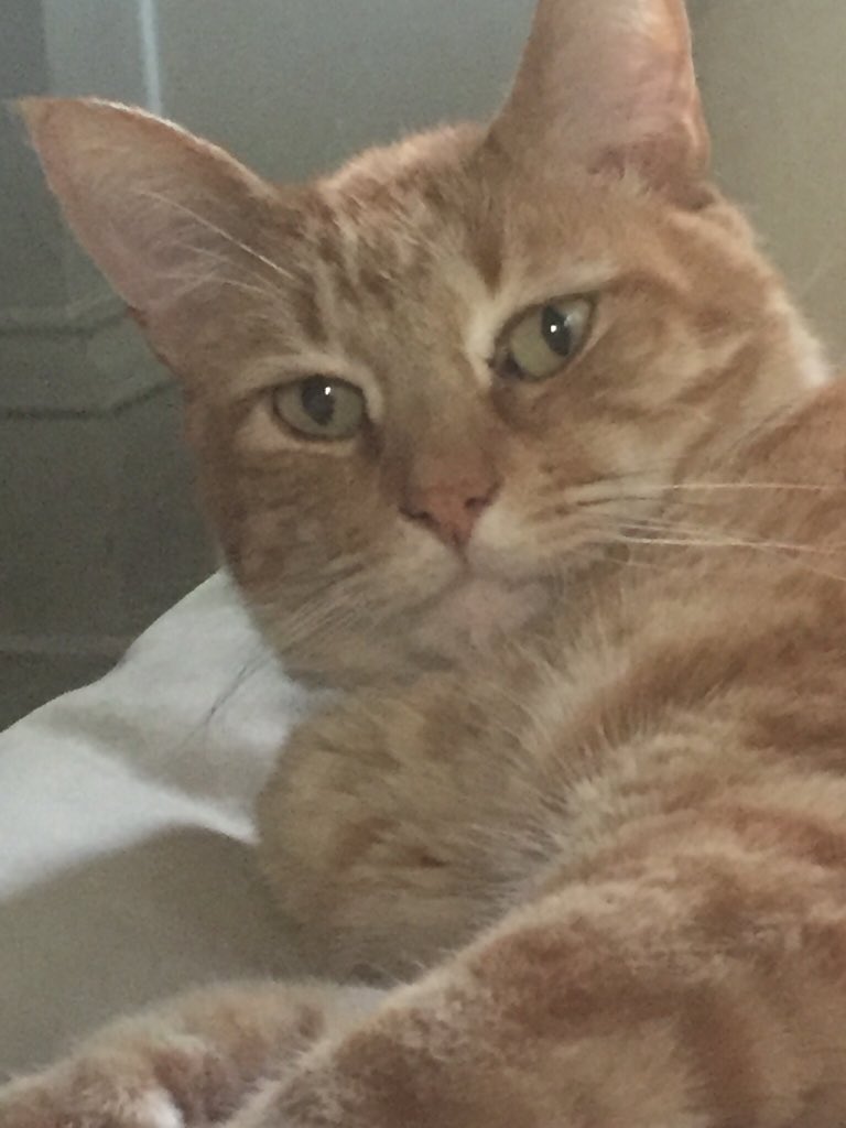 SteveVanderpool's tweet image. WTH, @barkbox? #MeowBox