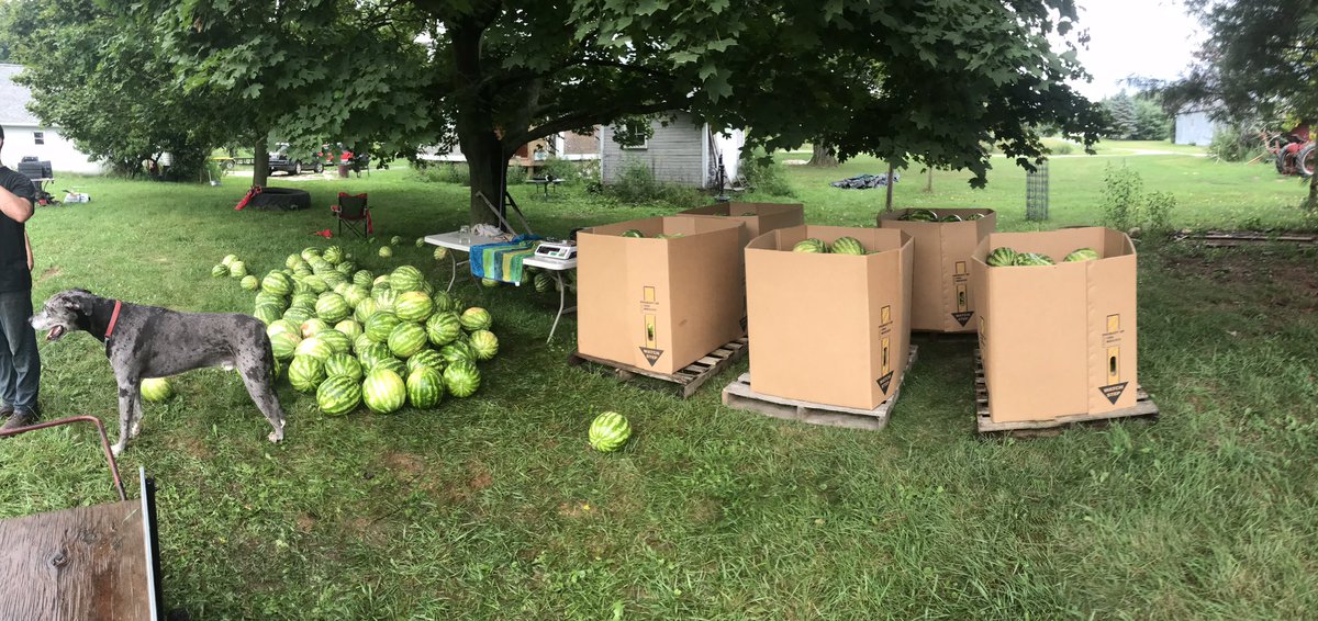 I appreciate all the farmers out there. Our CrossBraining app developer is an organic farmer and today we harvested watermelons. Not a joke.