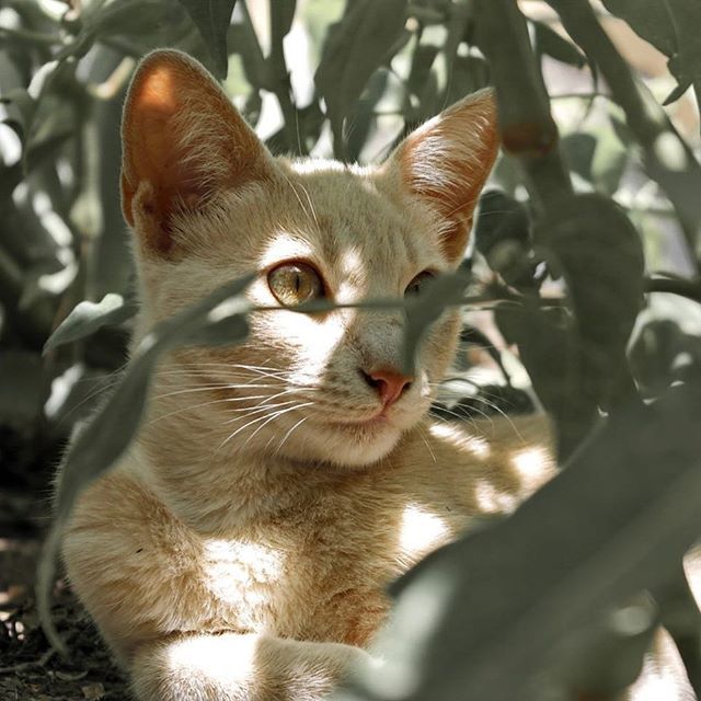 “If you want to write, keep cats.”
#cat #lovecats #catsagram #cats #kitty ift.tt/2vOfqyc