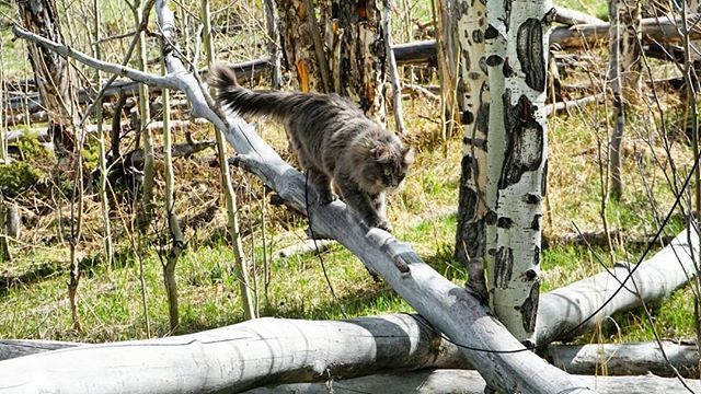 KitsuneSFC's tweet photo. Skilled adventuring takes balance .
.
.
.
.
#adventurecat #siberiancat #followadventurecats #balance #zen #catsofinstagram #greatoutdoors #epiccatchronicles #hiking #siberian #epiccat #catsofworld #catastic #awesome #colorado #forest #forestcat https://t.co/hGRzamQ6Sb https://t.co/wn0xp686Ju