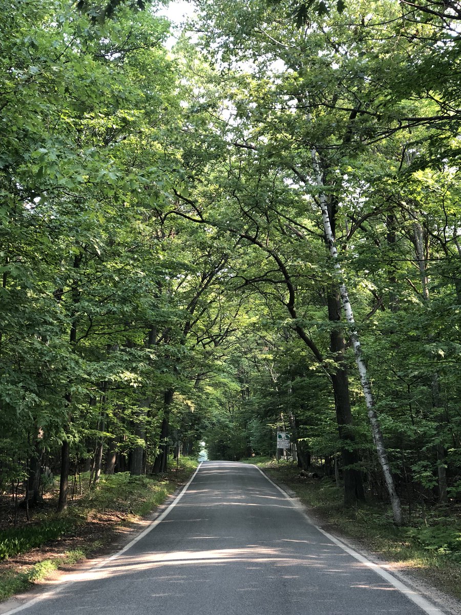 japantravelbug's tweet image. #tunneloftrees #m119 #crossvillage #buck