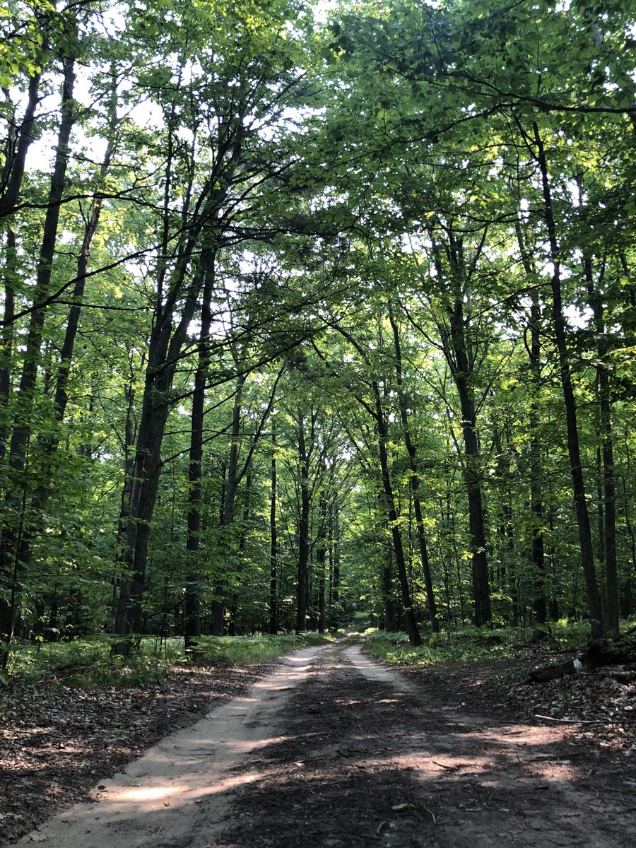 japantravelbug's tweet image. #tunneloftrees #m119 #crossvillage #buck