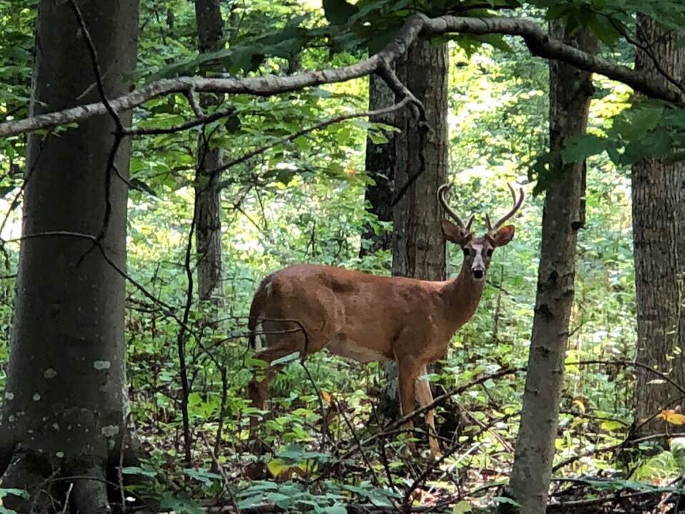 japantravelbug's tweet image. #tunneloftrees #m119 #crossvillage #buck