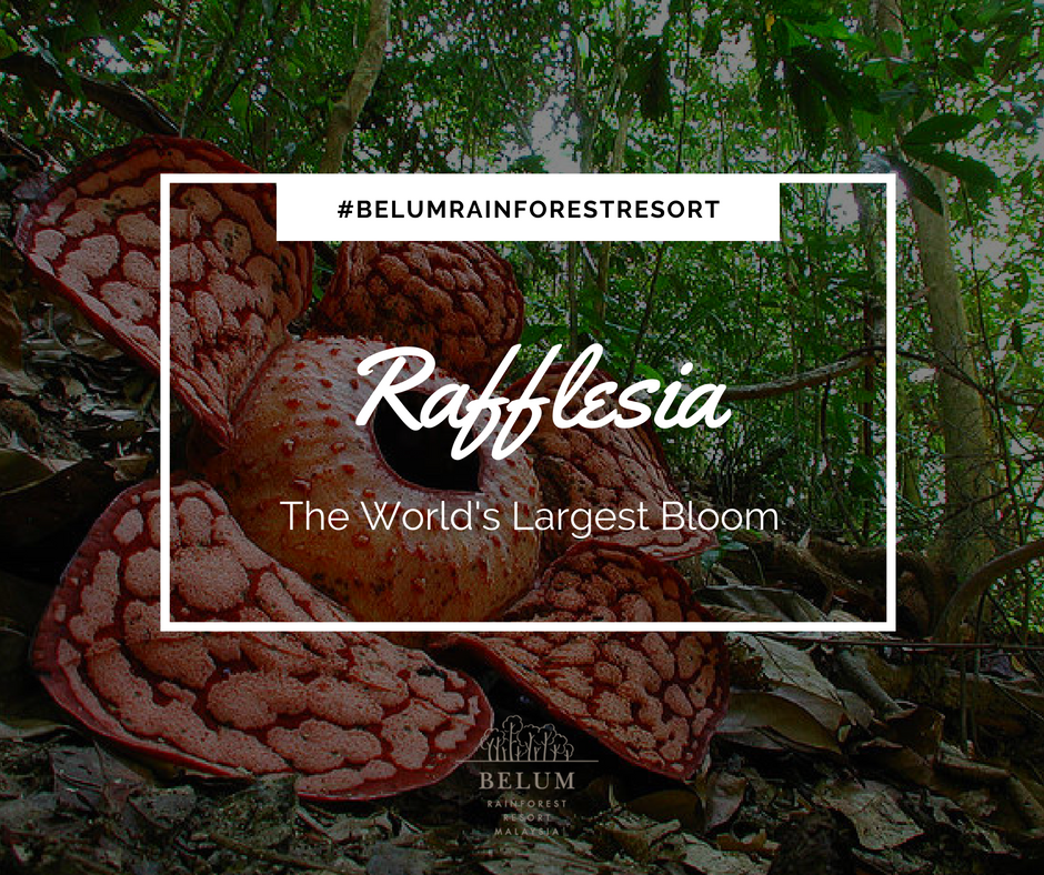 BelumRainforest's tweet photo. School holidays are just around the corner! In search for a new destination to explore? Go #RoyalBelum
One of the attractions not to be missed is search for the World's biggest flower spot. Check out @ https://t.co/KEBZfEoQYB https://t.co/tOdMBswNNi