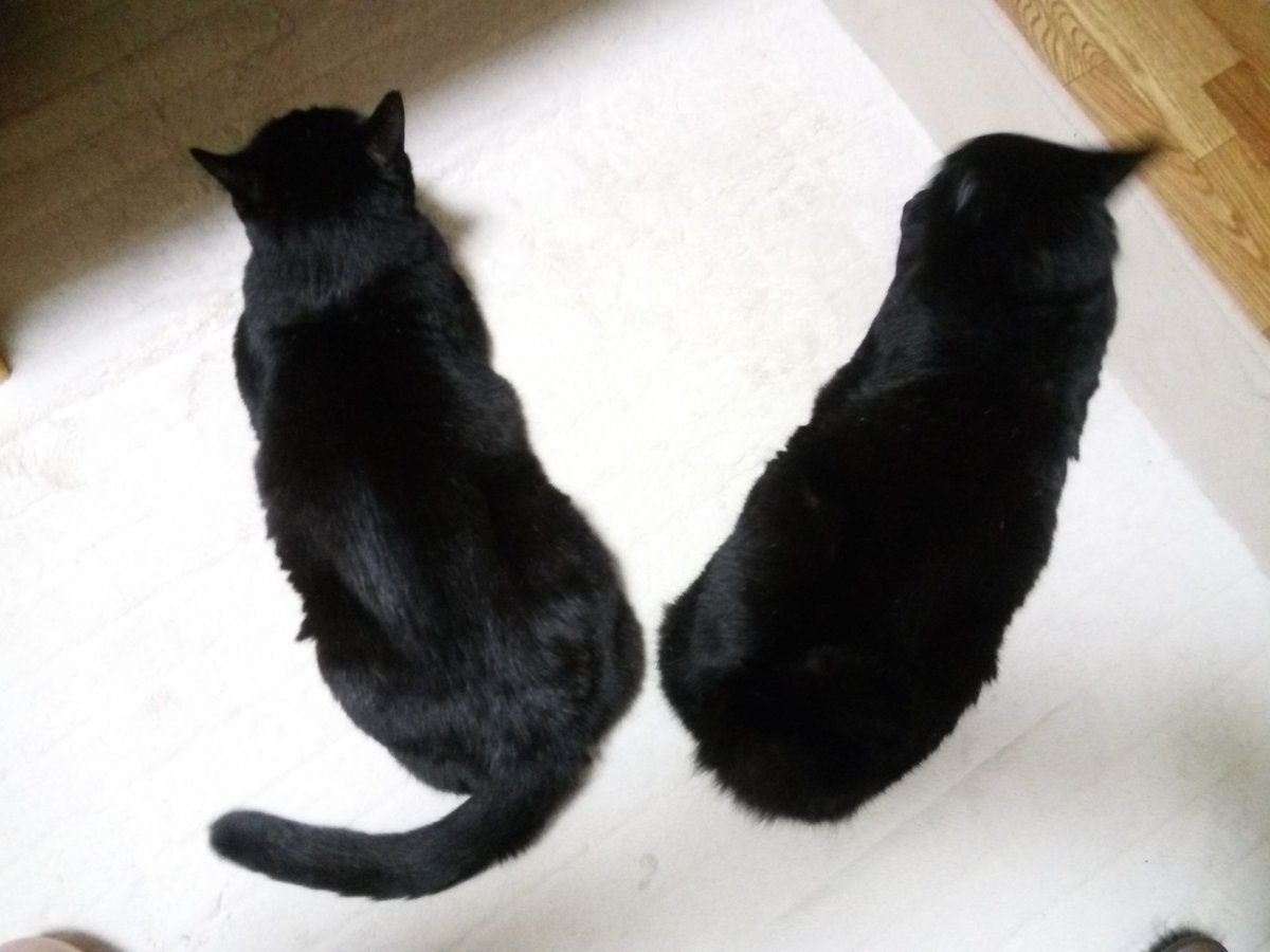 Kmt_Fmt's tweet photo. #黒猫感謝の日 
黒猫親子✨
娘の方は5月に旅立っちゃったけど
母ちゃんはまだまだ元気💕
いつも癒しをありがとう🎶 https://t.co/CgOkVVthSV